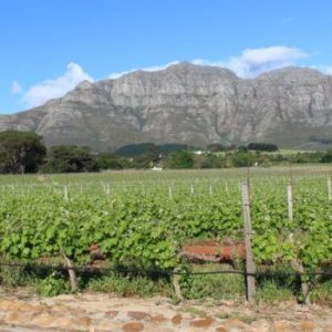 10 Black Vineyards, Winemakers and Wine Brands in South Africa