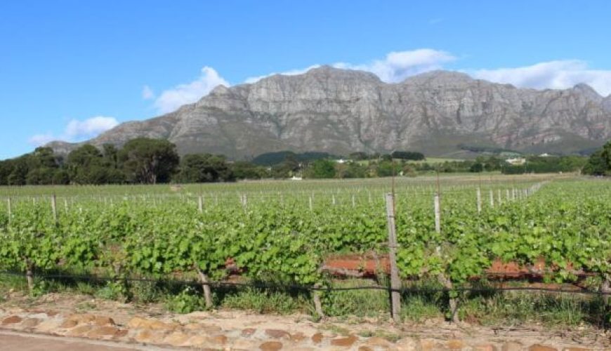 Vineyard in Cape Winelands, South Africa