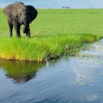 Elephant at water's edge in Botswana