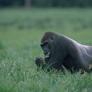 Country Highlight: REPUBLIC OF THE CONGO (aka CONGO-BRAZZAVILLE)