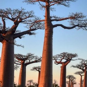 Country Highlight: MADAGASCAR