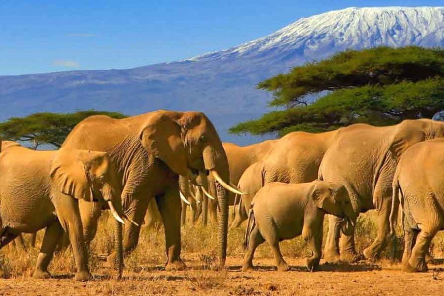 AFCON, Kilimanjaro & Zanzibar 2027