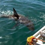 shark cage diving