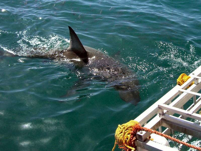 shark cage diving